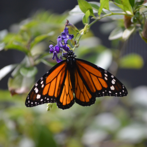 El Rosario: Visita al Santuario de la Mariposa Monarca
