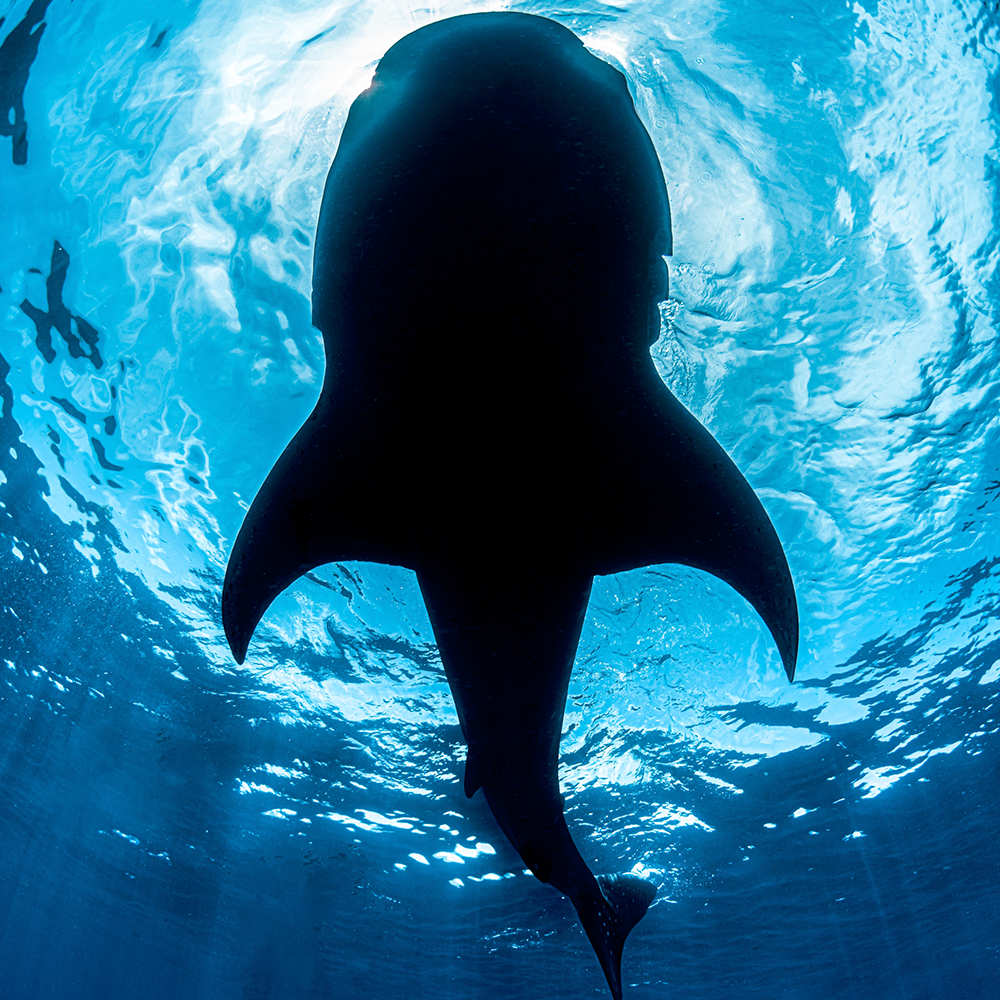 La Paz: Safari Oceánico en Busca de Delfines, Orcas y Leones Marinos