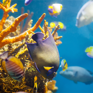La Paz o La Ventana:<br>Safari Oceánico