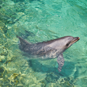 Martinica: Avistamiento de Delfines y Arrecife de Coral con Aperitivos