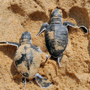 Puerto Vallarta: Liberación de Tortuguitas en Área de Conservación