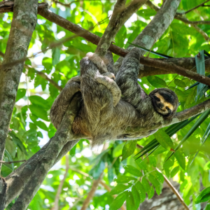 Roatán: Tour Privado al Santuario del Mono y el Perezoso